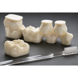 MODEL - POSTERIOR GIANT MODEL, SET OF 8 TEETH