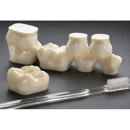 MODEL - POSTERIOR GIANT MODEL, SET OF 8 TEETH