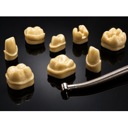 MODEL - ANTERIOR GIANT MODEL, SET OF 6 TEETH